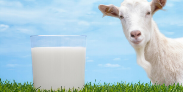 Quel lait est le meilleur pour la peau ?